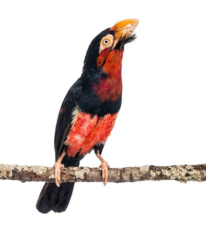 Bearded Barbet on a branch - Lybius dubius Stock Photo - Budget Royalty-Free & Subscription, Code: 400-07544411