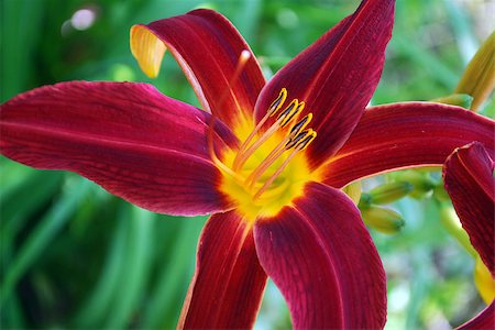 Bright flowers lily on a background of green leaves Stock Photo - Budget Royalty-Free & Subscription, Code: 400-07544753