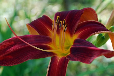 Bright flowers lily on a background of green leaves Stock Photo - Budget Royalty-Free & Subscription, Code: 400-07544865