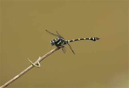 simsearch:400-08404620,k - beautiful male Common Flangetail dragonfly (Ictinogomphus decoratus melaenops) in Thai forest Stock Photo - Budget Royalty-Free & Subscription, Code: 400-07544976