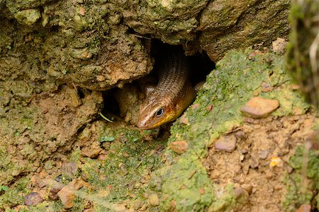 simsearch:400-04097465,k - beautiful Many-lined Sun Skink (Mabuya multifasciata) sstaying in dirt hole Photographie de stock - Aubaine LD & Abonnement, Code: 400-07544979