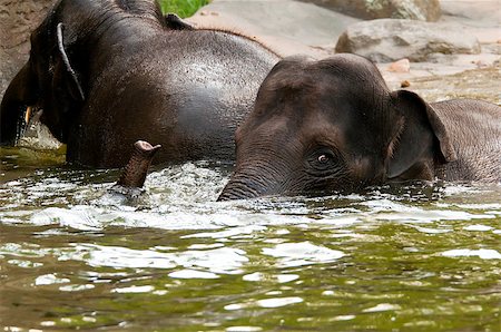 A shot of two elephants in the water Stock Photo - Budget Royalty-Free & Subscription, Code: 400-07544980