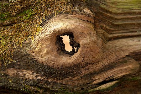 structure in wood oak (Quercus) as background Stock Photo - Budget Royalty-Free & Subscription, Code: 400-07545155