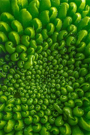 simsearch:400-07830872,k - Green plant flower pattern on macro Stock Photo - Budget Royalty-Free & Subscription, Code: 400-07545349