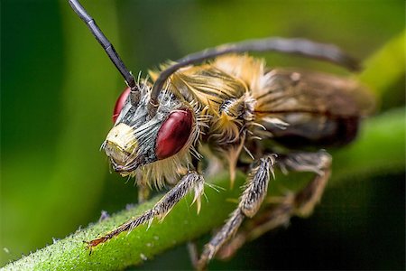 dynamicfoto (artist) - High magnification of a beautiful insect on a branch Stockbilder - Microstock & Abonnement, Bildnummer: 400-07545355