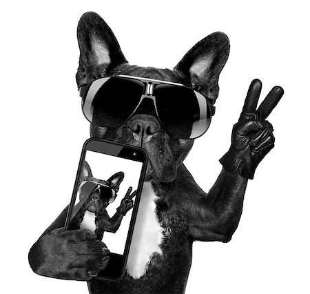 funny animals with mobile phone - french bulldog  taking a selfie with cool fancy sunglasses Stock Photo - Budget Royalty-Free & Subscription, Code: 400-07545420