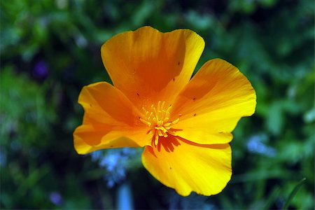 Bright one poppy on a background of green leaves Stock Photo - Budget Royalty-Free & Subscription, Code: 400-07545458