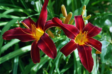 Bright flowers lily on a background of green leaves Stock Photo - Budget Royalty-Free & Subscription, Code: 400-07545459