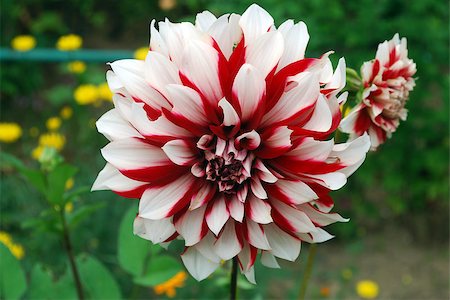 Bright white red Dahlia on a background of green leaves Stock Photo - Budget Royalty-Free & Subscription, Code: 400-07545460