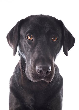 purebred  labrador retriever in front of a white background Stock Photo - Budget Royalty-Free & Subscription, Code: 400-07545676
