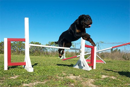 simsearch:400-06881275,k - purebred rottweiler jumping in a training of agility Photographie de stock - Aubaine LD & Abonnement, Code: 400-07545694