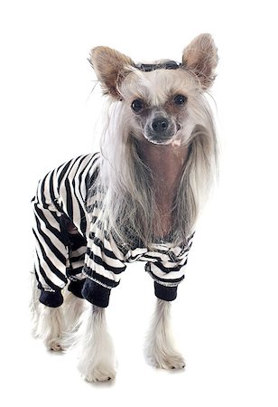 simsearch:400-06565918,k - dressed Chinese Crested Dog in front of white background Photographie de stock - Aubaine LD & Abonnement, Code: 400-07545698