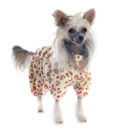 simsearch:400-06565918,k - dressed Chinese Crested Dog in front of white background Photographie de stock - Aubaine LD & Abonnement, Code: 400-07545699