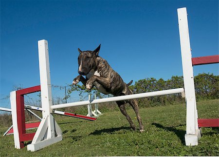 simsearch:400-05887877,k - training of agility in a canine club Photographie de stock - Aubaine LD & Abonnement, Code: 400-07545693