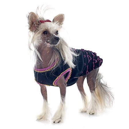 simsearch:400-06565918,k - dressed Chinese Crested Dog in front of white background Photographie de stock - Aubaine LD & Abonnement, Code: 400-07545700