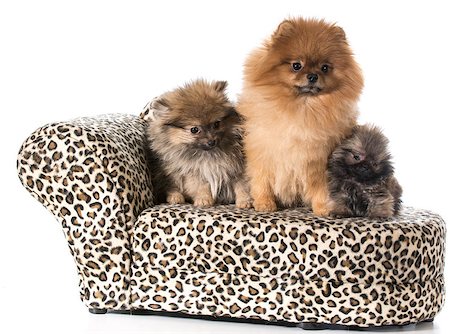 pomeranian family sitting on couch Stock Photo - Budget Royalty-Free & Subscription, Code: 400-07545814