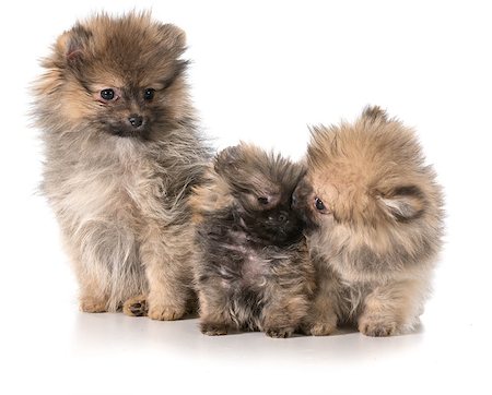 simsearch:400-04681788,k - three pomeranian puppies sitting on white background Stockbilder - Microstock & Abonnement, Bildnummer: 400-07545810