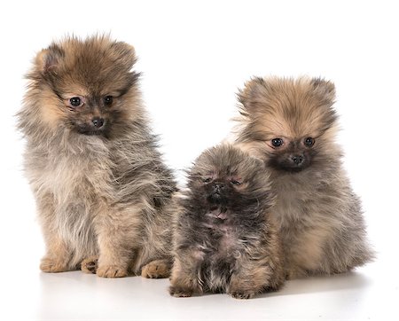 simsearch:400-04786451,k - three pomeranian puppies sitting on white background Stockbilder - Microstock & Abonnement, Bildnummer: 400-07545811