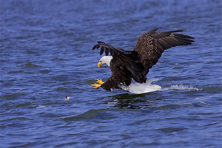 simsearch:400-08073194,k - a spread winged bald eagle attacks a fish swimming in the open water. Talon spread wide open in anticipation of grabbing the fish. Photographie de stock - Aubaine LD & Abonnement, Code: 400-07545842