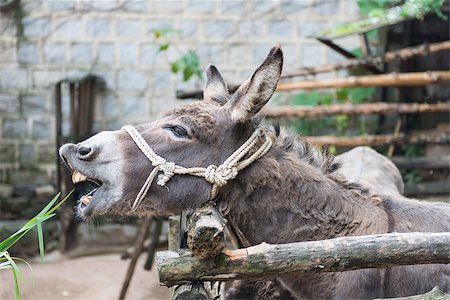 simsearch:400-05216685,k - Grey donkey in tis enclosure with rope around the head as halter eating grass Stock Photo - Budget Royalty-Free & Subscription, Code: 400-07545968