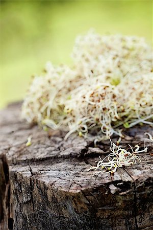 Heathy eating food. Alfalfa sprouts on wood Foto de stock - Super Valor sin royalties y Suscripción, Código: 400-07546057