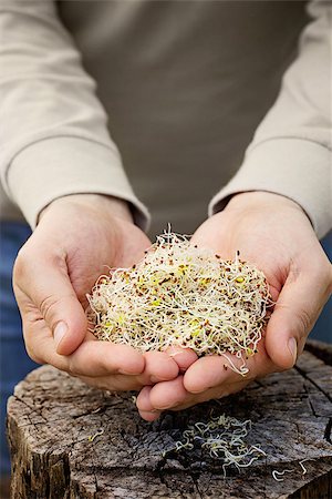 Heathy eating food. Alfalfa sprouts in farmers hands Photographie de stock - Aubaine LD & Abonnement, Code: 400-07546058
