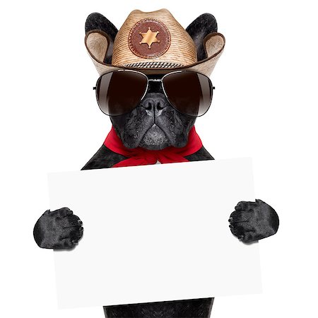 cool cowboy dog holding a white blank big banner or placard Stock Photo - Budget Royalty-Free & Subscription, Code: 400-07546109