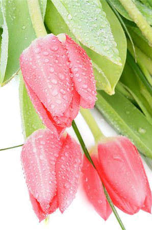 simsearch:400-08011304,k - Three Magenta Tulips with Leafs, Green Grass and Water Drops closeup on white background Stock Photo - Budget Royalty-Free & Subscription, Code: 400-07546154