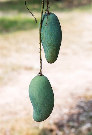 Fresh twin mango on the tree in large garden. Foto de stock - Royalty-Free Super Valor e Assinatura, Número: 400-07546160