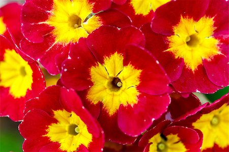 prímula - closeup of beautiful red primrose in garden - stock photo Foto de stock - Super Valor sin royalties y Suscripción, Código: 400-07546178