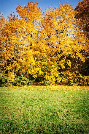 simsearch:400-04318525,k - Beautiful autumn trees on a sunny day Stock Photo - Budget Royalty-Free & Subscription, Code: 400-07546259