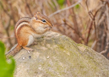 A Chipmunk perched on a rock eating bird seed. Stockbilder - Microstock & Abonnement, Bildnummer: 400-07546794