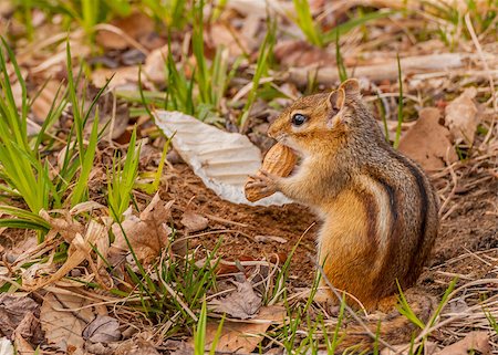 A Chipmunk perched on the ground stuffing his cheeks with a peanut. Stockbilder - Microstock & Abonnement, Bildnummer: 400-07546792