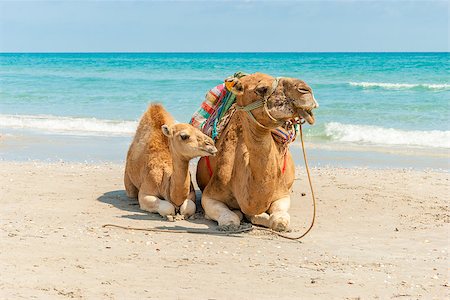 Two Camels Sitting on the Beach Stock Photo - Budget Royalty-Free & Subscription, Code: 400-07546801