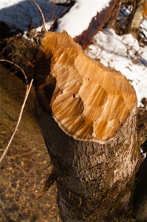 simsearch:696-03395999,k - A beautiful piece of wood with teeth marks of a beaver Photographie de stock - Aubaine LD & Abonnement, Code: 400-07547138