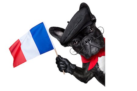 simsearch:400-06927182,k - french bulldog behind a white and blank banner waving flag of france Stockbilder - Microstock & Abonnement, Bildnummer: 400-07547875