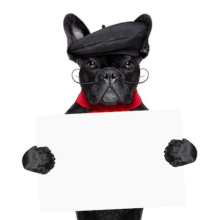 simsearch:400-06927182,k - french bulldog holding white and blank banner or placard Stockbilder - Microstock & Abonnement, Bildnummer: 400-07547878