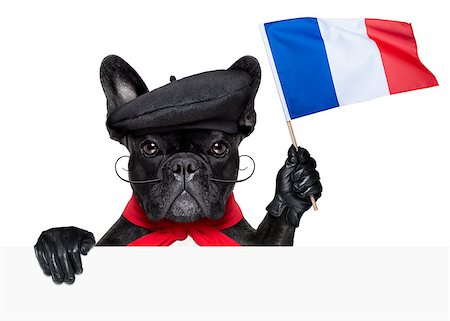 simsearch:400-06927182,k - french bulldog holding a flag of france Stockbilder - Microstock & Abonnement, Bildnummer: 400-07547881