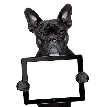 french bulldog holding a touch screen tablet pc Foto de stock - Super Valor sin royalties y Suscripción, Código: 400-07547882