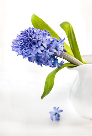 Beautiful blue hyacinth in white vase on white Stock Photo - Budget Royalty-Free & Subscription, Code: 400-07547974