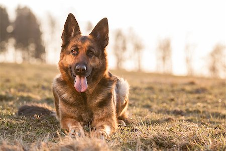 German Shepherd Dog Fotografie stock - Microstock e Abbonamento, Codice: 400-07548579