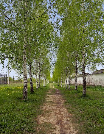 simsearch:400-08348471,k - The birch path near old wall Stockbilder - Microstock & Abonnement, Bildnummer: 400-07548695