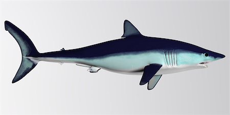 simsearch:400-07578285,k - The Mako is a large species of predatory shark that can grow to 4.45 meters or 14.6 feet. Fotografie stock - Microstock e Abbonamento, Codice: 400-07548717