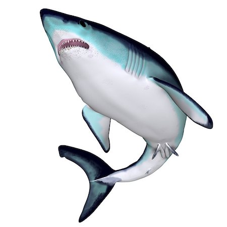 simsearch:400-07578285,k - The Mako is a large species of predatory shark that can grow to 4.45 meters or 14.6 feet. Fotografie stock - Microstock e Abbonamento, Codice: 400-07548718