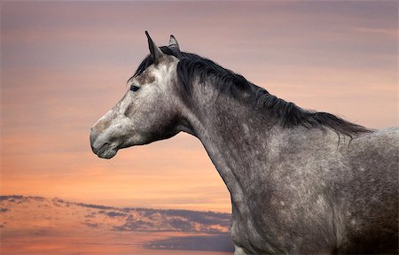 simsearch:400-08130471,k - Grey horse portrait at sunset sky Stock Photo - Budget Royalty-Free & Subscription, Code: 400-07548711