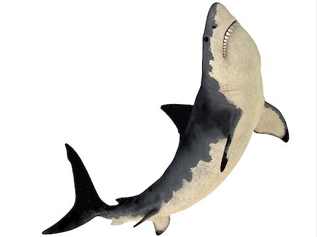 simsearch:400-07578285,k - Megalodon is an extinct species of shark that grew to 18 meters or 59ft and lived in the Cenozoic Era. Fotografie stock - Microstock e Abbonamento, Codice: 400-07548721