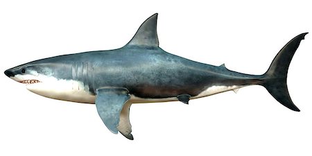 simsearch:400-08530017,k - Megalodon is an extinct species of shark that grew to 18 meters or 59ft and lived in the Cenozoic Era. Stockbilder - Microstock & Abonnement, Bildnummer: 400-07548722