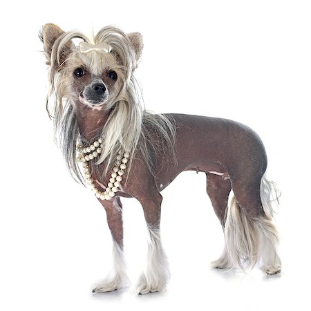 dogs with jewelry - Chinese Crested Dog in front of white background Stock Photo - Budget Royalty-Free & Subscription, Code: 400-07548844