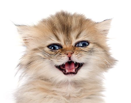 simsearch:400-07464438,k - persian kitten in front of white background Foto de stock - Super Valor sin royalties y Suscripción, Código: 400-07548975