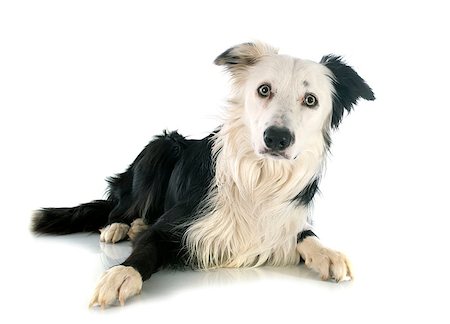 simsearch:400-07553087,k - purebred border collie in front of white background Foto de stock - Super Valor sin royalties y Suscripción, Código: 400-07548970